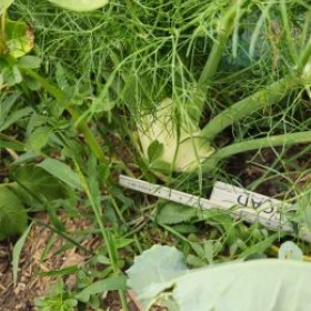 Fenchel10 2026-07-08 17.35.